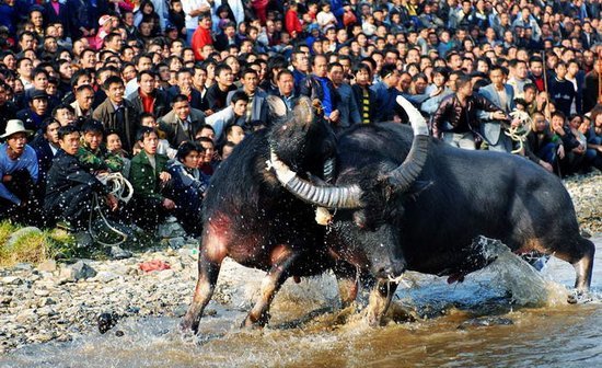 在那春暖花开的时候,我们去下司古镇看会吧!