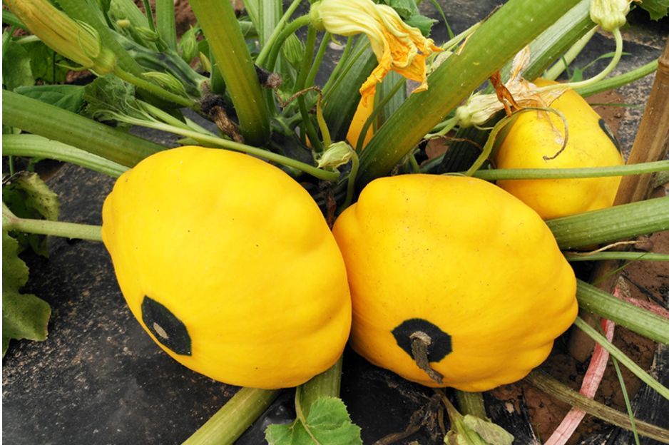 这些罕见的瓜类品种 见过三个算你牛 腾讯新闻