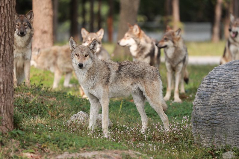 科普讲解在"老虎扑食","飞熊山庄",小熊猫等展区,你可以边看动物小
