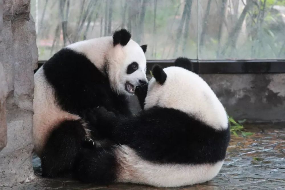科普讲解在"老虎扑食","飞熊山庄",小熊猫等展区,你可以边看动物小
