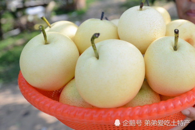 特产泊头鸭梨