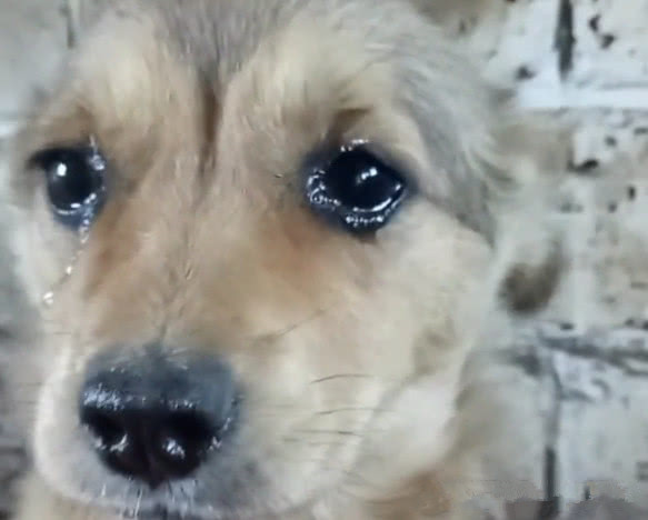 小流浪狗得知自己被收养当场流下感动的泪水谢谢你好心人