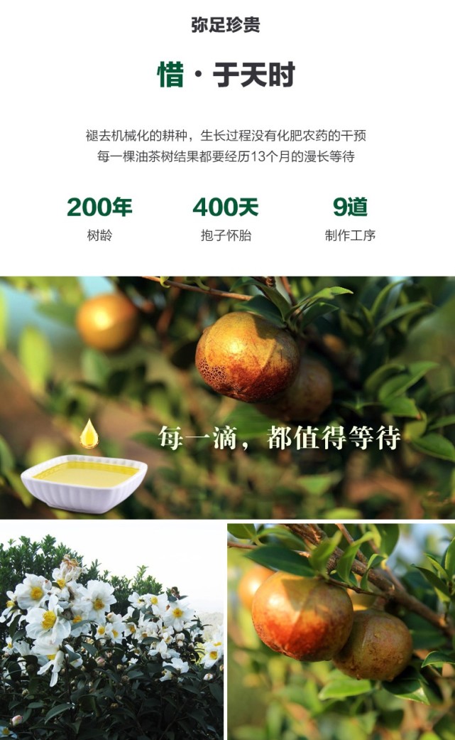 生态山茶油
