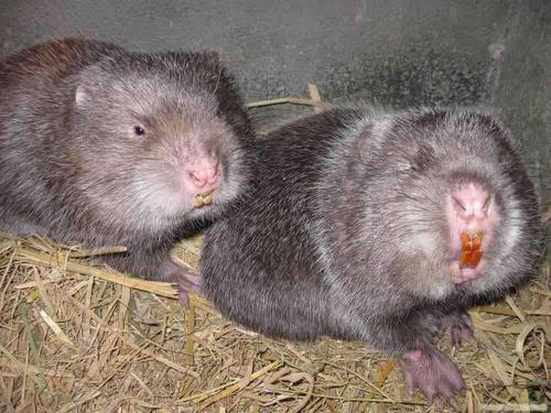 因为蝙蝠的主要食物是蚊子,夜蛾,金龟子,尼姑虫等害虫,一夜可捕食3000