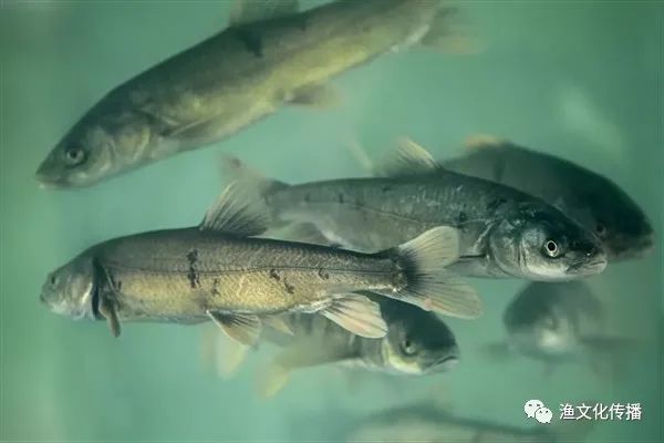 西藏神鱼背后的故事