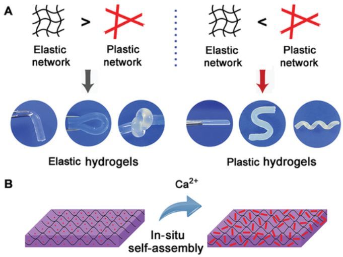 通过网络强度竞争在弹性和塑性之间进行切换的新型水凝胶
