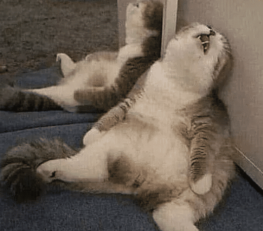 猫咪第一次闻猫薄荷,结果吸过量了,直接瘫在地上,笑翻了