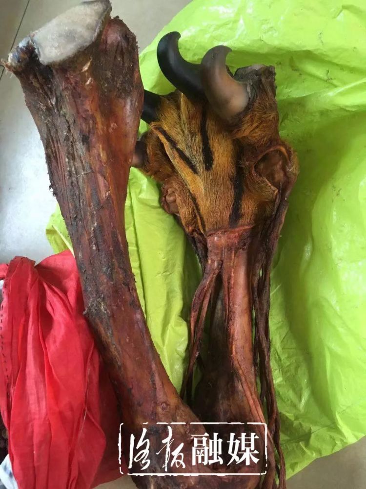 民警提醒,市场上所谓的"虎骨"都是用其他动物的骨头冒充的,大家一定不