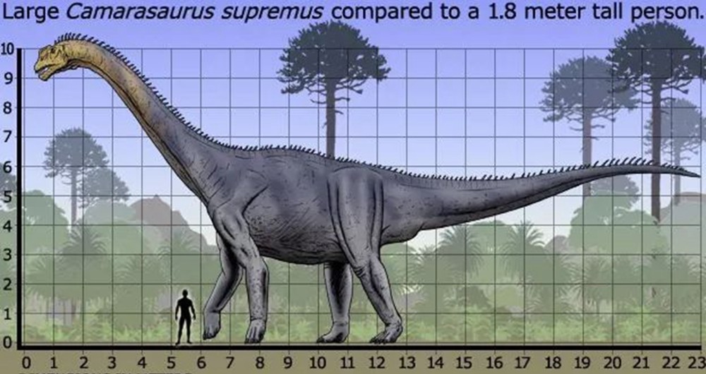 圆顶龙,巨无霸又来了.