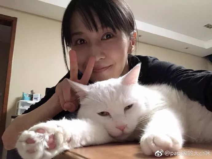 papi酱怀孕惹争议:孕妇和猫可以共存?_腾讯新闻