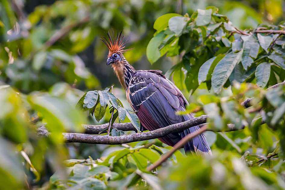 南美洲的奇怪鸟类,它的翅膀上长着可以自由活动的"奇特"爪子!