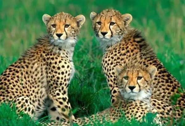 秦岭六宝你们怎么这么可爱