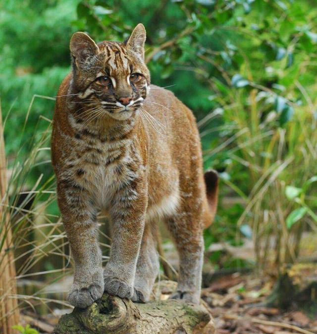 神秘的猫科动物 亚洲金猫即将灭绝 为何人类尽力挽救也没有用 腾讯新闻