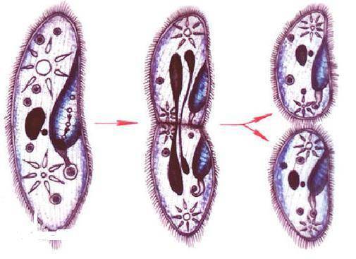 地球|为什么地球生物都无法实现“长生”，是谁对生物下的禁锢？