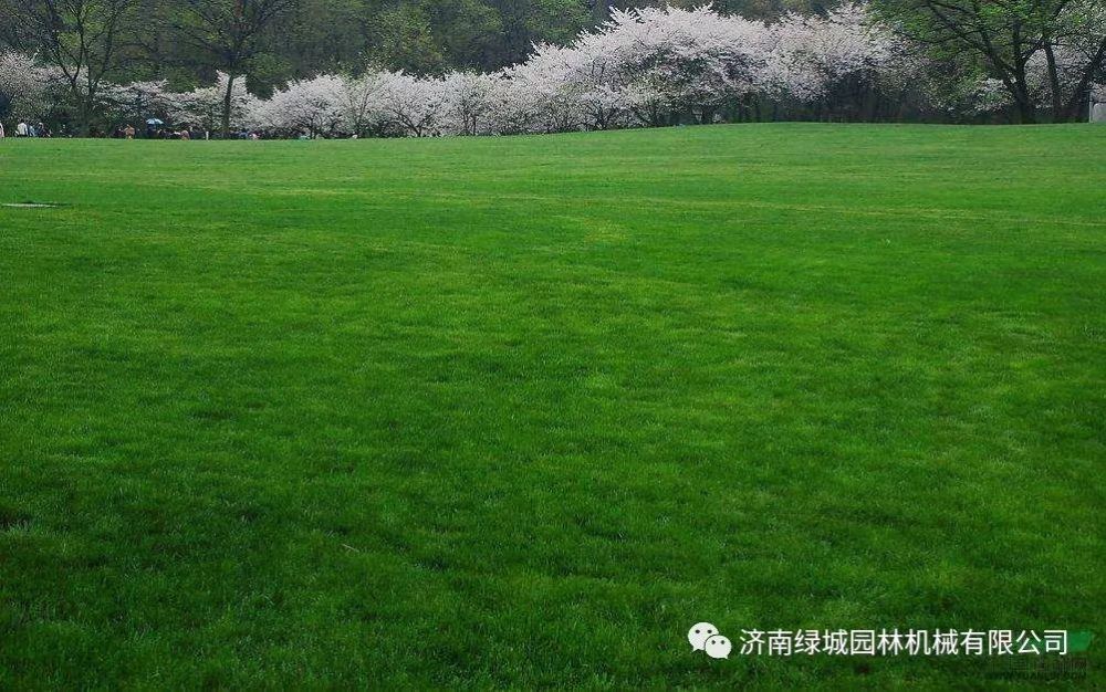 冬天草坪也可以播种冷季型草坪草种播种方法和播量草坪播种注意事项和