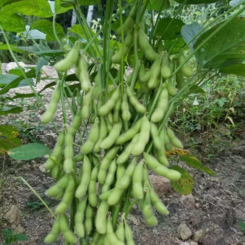 种植毛豆掌握好种植关键技术,简单高产!