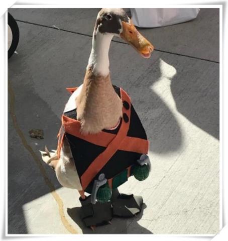 一只鸭cos英雄学院爆豪胜己这个还原度绝了网友以后还怎么直视他