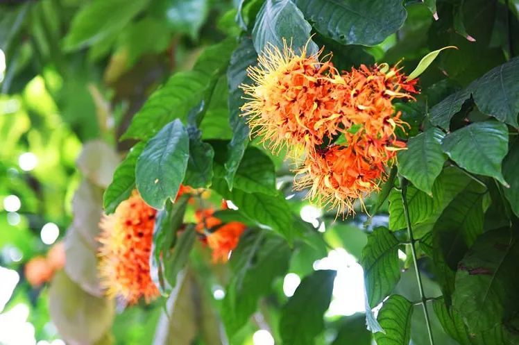 这很"独秀"!文化公园无忧树寒冬腊月"满树花"