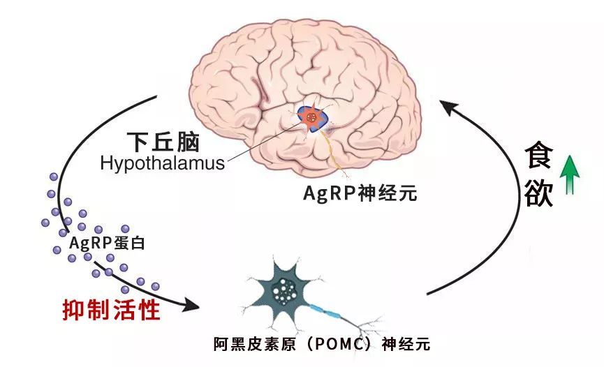 在哺乳动物的下丘脑有一类名叫agrp(刺鼠肽基因相关蛋白)的神经元,其