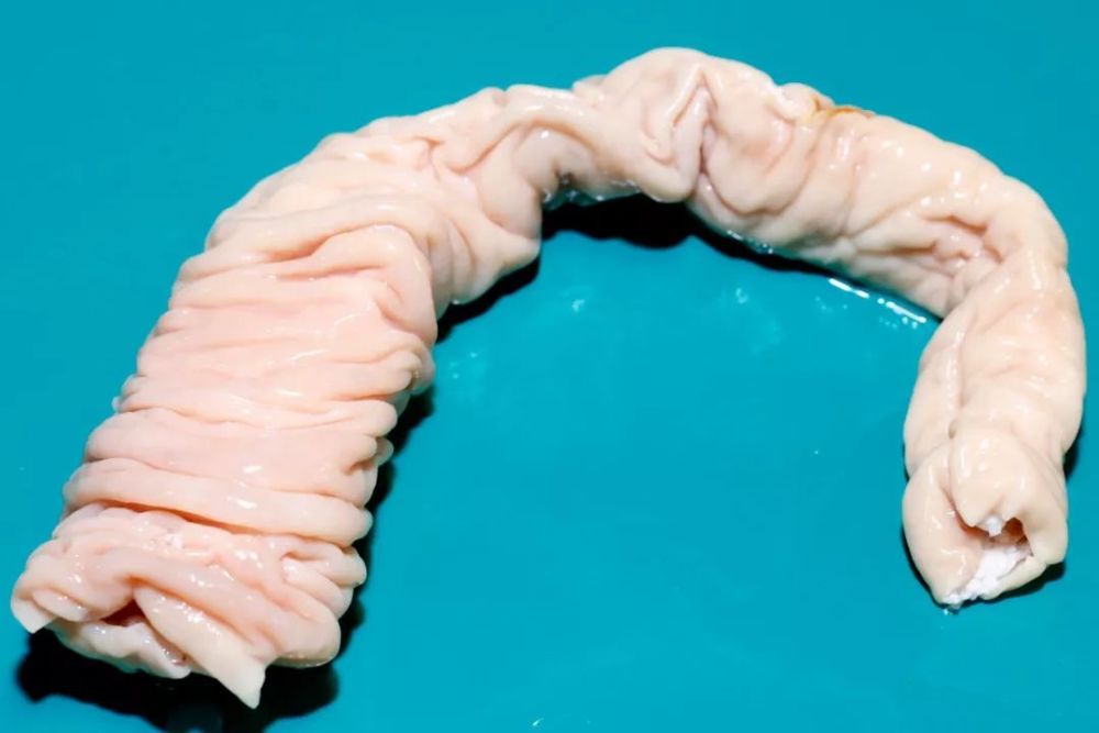 大肠,小肠,软管…猪内脏就用这招去腥!