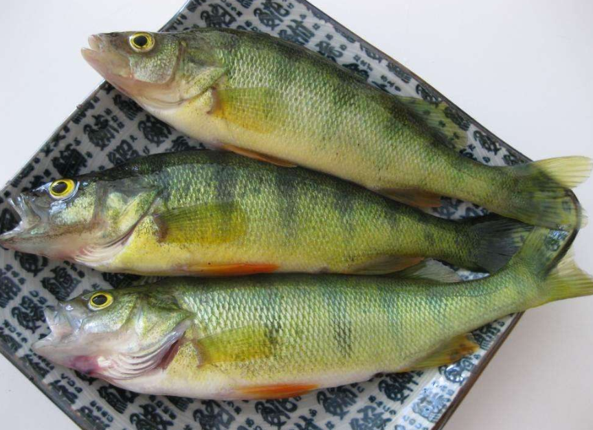 冬季钓友最喜爱的鱼,黄鲈鱼要成为盘子里的一道美味的菜!