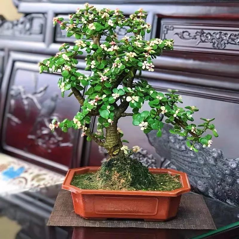 春天在家养盆 吉祥花 旺运又招财 越养越值钱 你家有几种 腾讯新闻