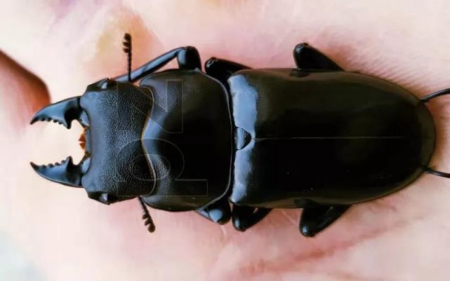 腾讯内容开放平台