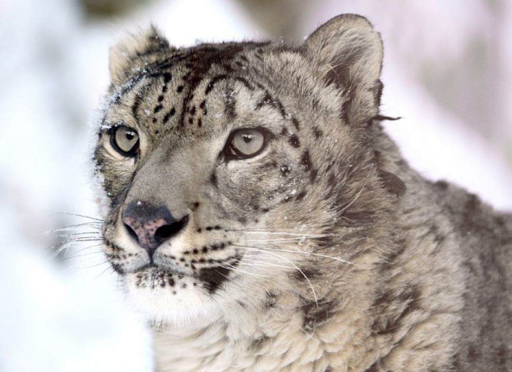 雪豹|需要多少努力，才能给雪豹一个光明的未来？