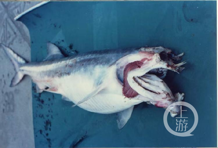 灭绝的物种:长江白鲟_腾讯新闻