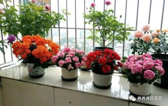 新年最热销的 年宵花 颜值高寓意好 家家必备 腾讯新闻
