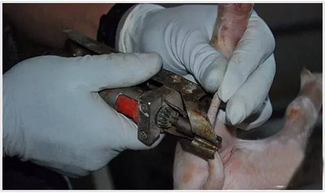 为什么仔猪要把尾巴割掉?仔猪断尾有4大好处,很多人不知道