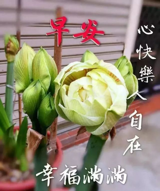 早上好句子图片 早上好动态图片最新版表情大全 早上好关心话早安问候