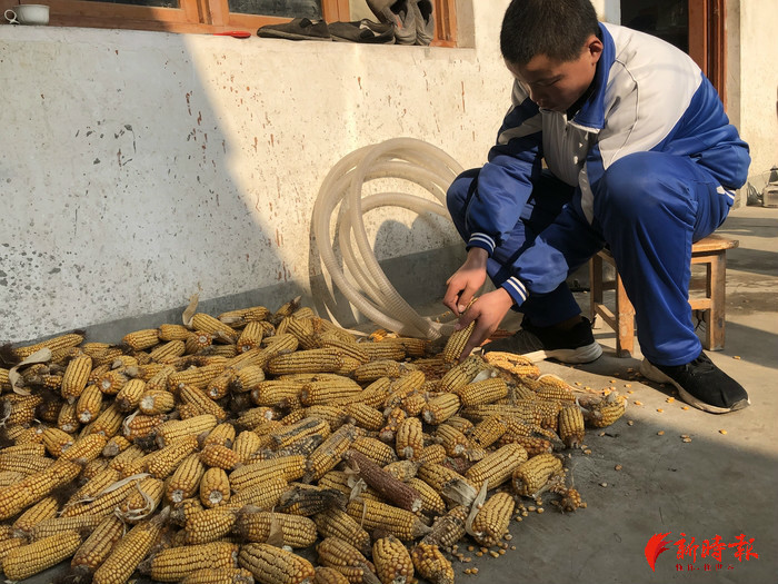 种地剥玉米修水电14岁少年撑起不幸的家爸爸能做的我也会