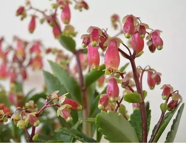 长得像灯笼 开花超壮观 这四种 灯笼 花太漂亮啦 腾讯新闻
