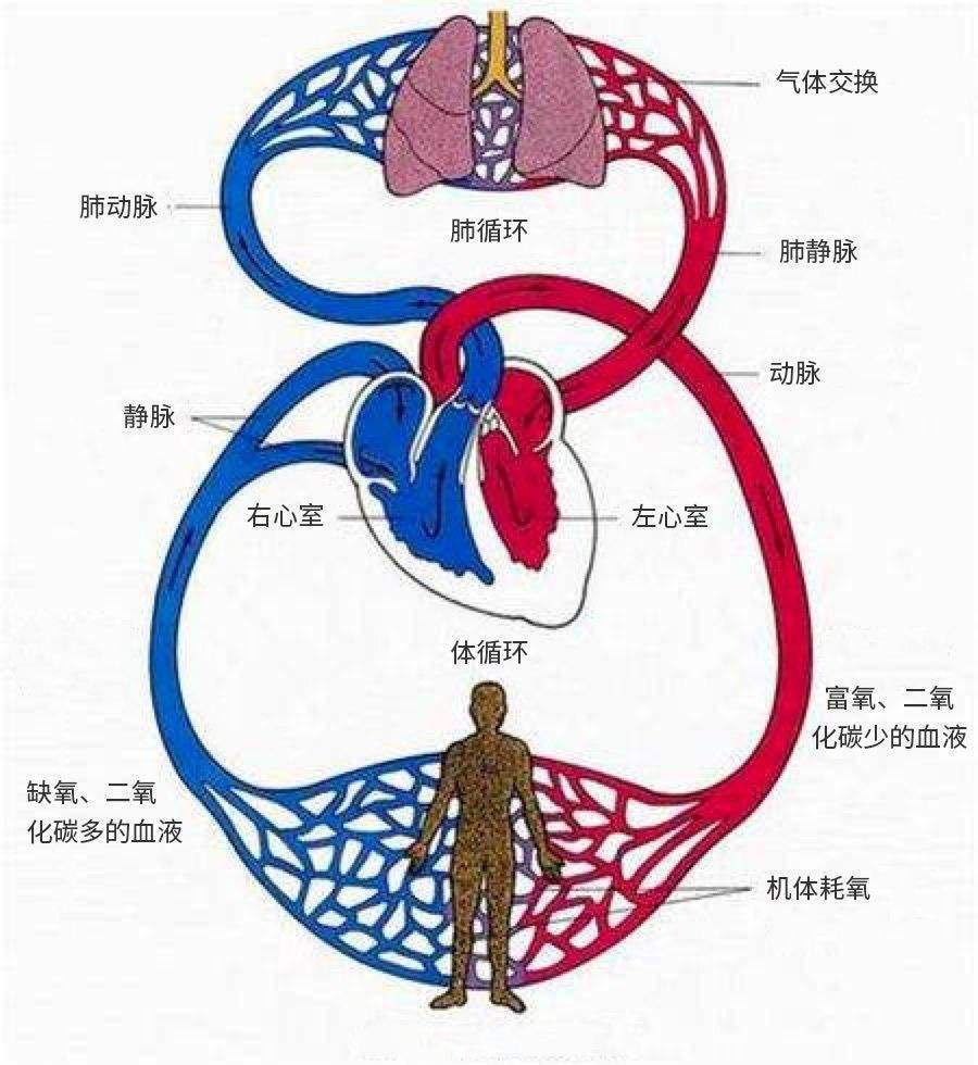 医院|20岁小伙医院看病，突然一头栽倒！这个病背后的真相，让医生都惊出冷汗！