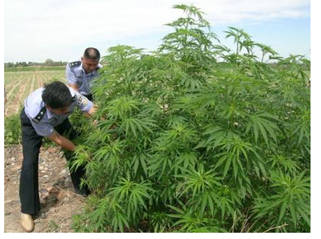 男星染上毒瘾因缺钱在家种植大麻 美女警察假扮粉丝卧底将其逮捕 腾讯新闻