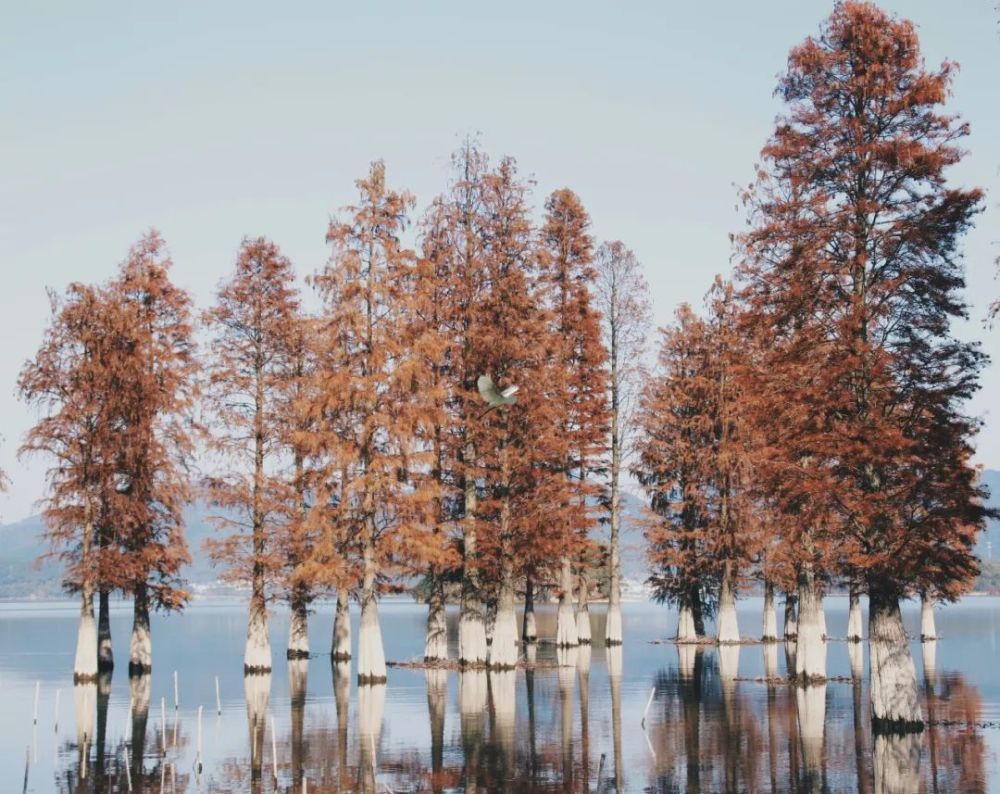梁弄醉美处望眼水杉林随手一拍都是大片