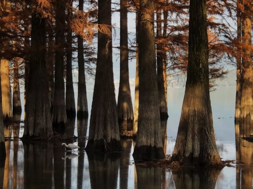 梁弄醉美处望眼水杉林随手一拍都是大片