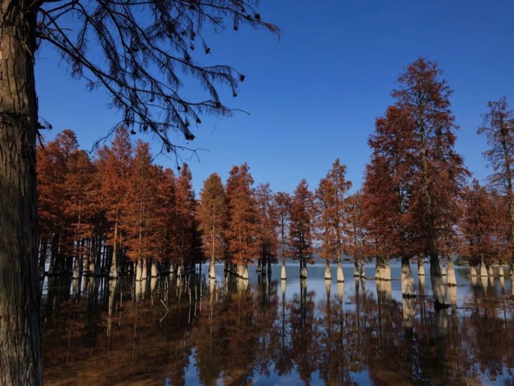 梁弄醉美处望眼水杉林随手一拍都是大片