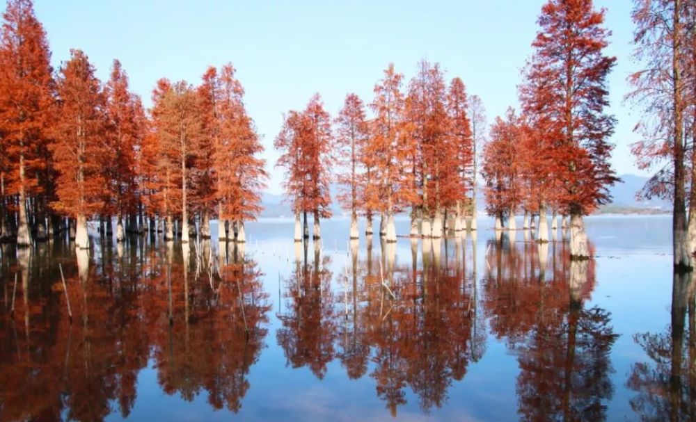 梁弄醉美处望眼水杉林随手一拍都是大片