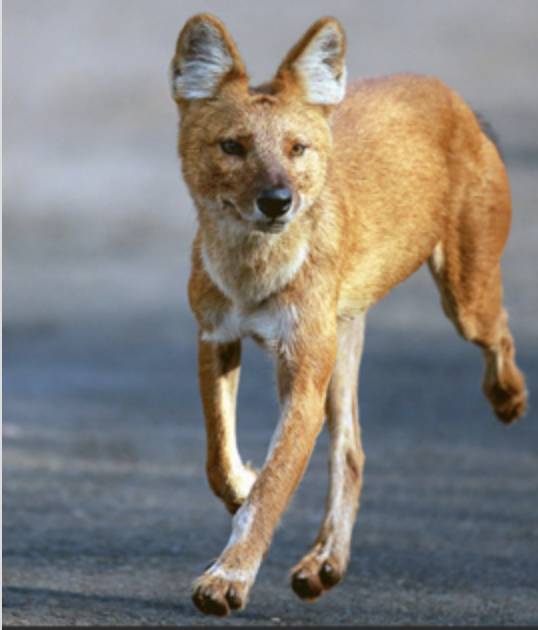 梅州一村近一年来牛羊接连被咬死真凶是国家二级保护动物豺狗