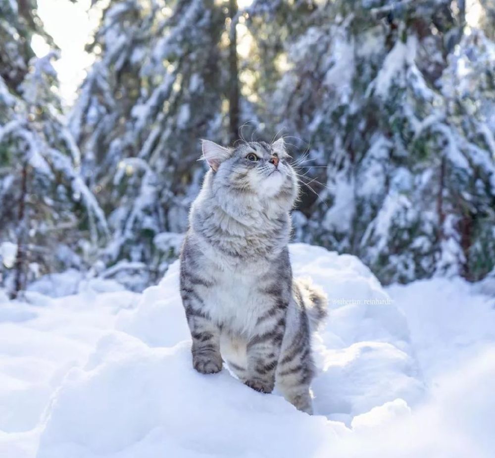 在温哥华林间雪地上漫步的西伯利亚森林猫,太好看了!