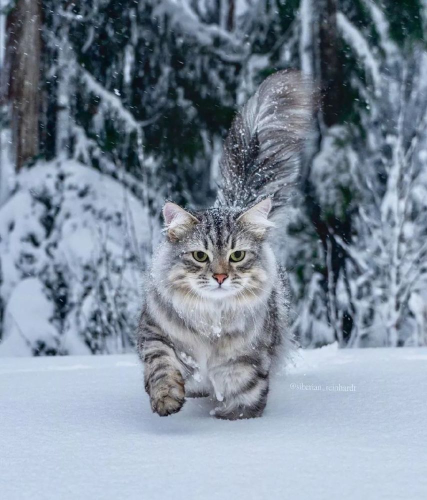 在温哥华林间雪地上漫步的西伯利亚森林猫,太好看了!