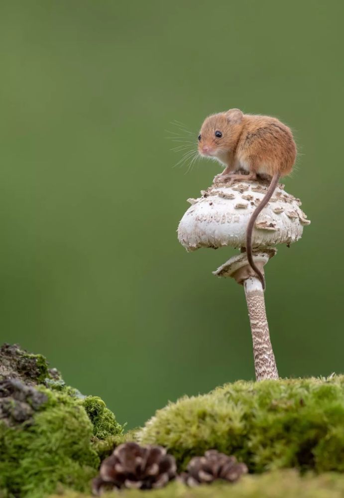 迪恩·梅森的老鼠摄影作品:这些活泼且又充满好奇心的小老鼠,一定会让