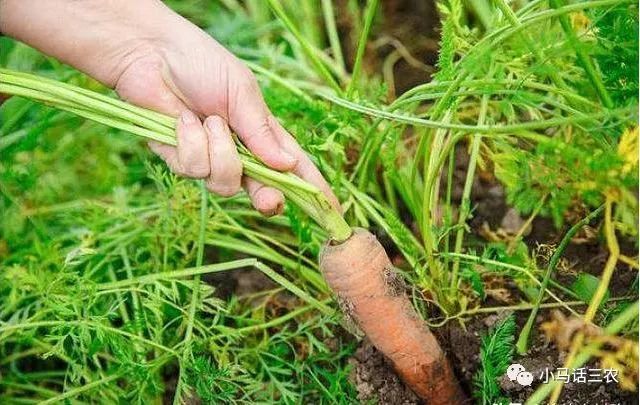 秋季如何種植胡蘿蔔才能提高產量,在種植時要注意哪些事情?