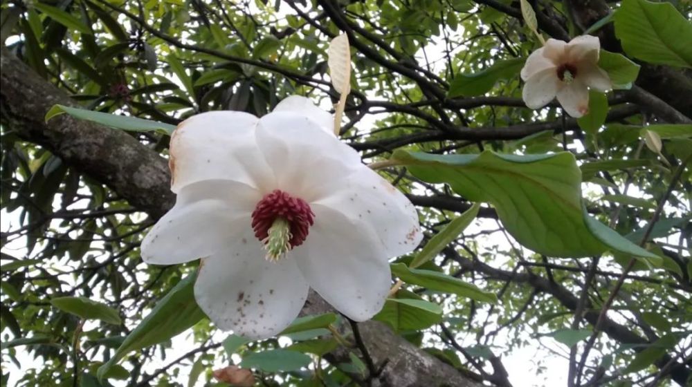 天女花 木蘭科天女花屬magnolia sieboldii紅莢蒾忍冬科莢蒾屬