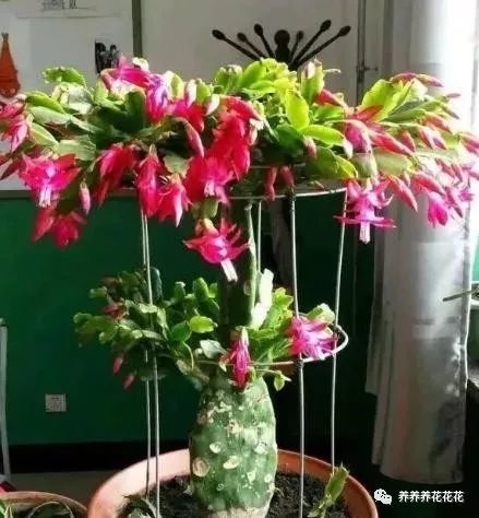 比如仙人球,比如量天尺,龙神木之类的都可以拿来嫁接蟹爪兰,但是这些