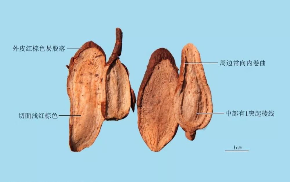 白蔹:块根长圆形或纺锤形,多纵切成瓣或斜片.