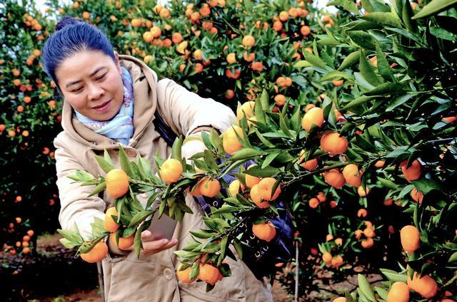 簡便實用|潰瘍病|柑橘|張大萍|宜昌|枝江市|仙女鎮