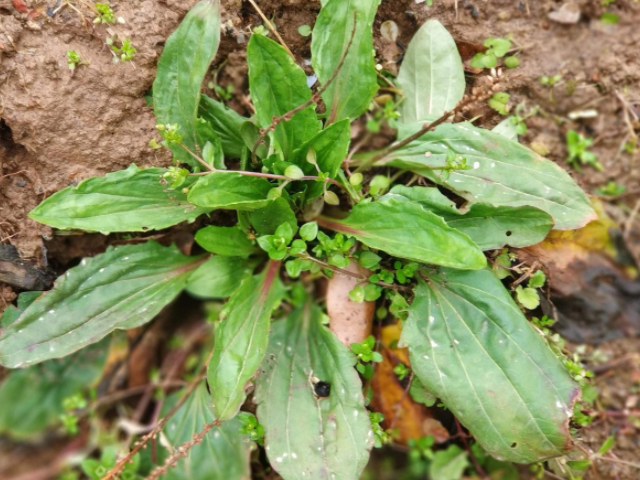 大自然中的天然"胰岛素"被发现,敞开肚子吃这4物,告别"小糖人"